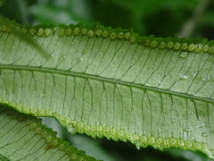 (c) crothfels, some rights reserved (CC BY) Angiopteris lygodiifolia, photograph (c) crothfels, some rights reserved (CC BY)