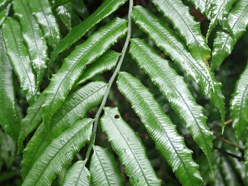Angiopteris lygodiifolia, photograph 1