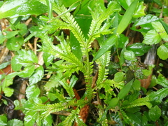 (c) crothfels, some rights reserved (CC BY) Selaginella doederleinii, photograph (c) crothfels, some rights reserved (CC BY)