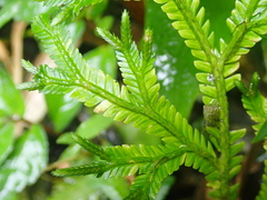 (c) crothfels, some rights reserved (CC BY) Selaginella doederleinii, photograph (c) crothfels, some rights reserved (CC BY)