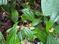 Blastus cochinchinensis, photograph (c) 黃美滿, some rights reserved (CC BY)