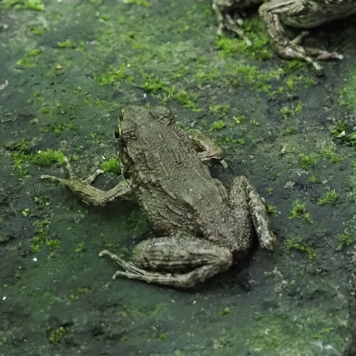 Wrinkled Frog