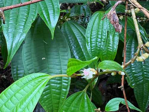 Blastus cochinchinensis, photograph 2
