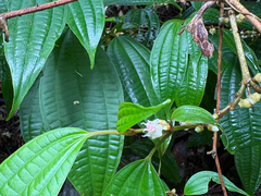 Blastus cochinchinensis, photograph (c) 黃美滿, some rights reserved (CC BY)
