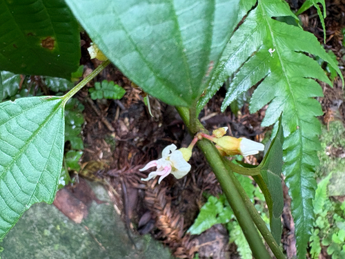 Blastus cochinchinensis, photograph 3
