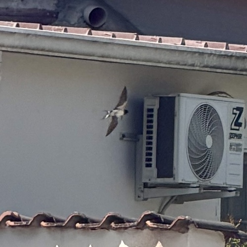 Western House Martin