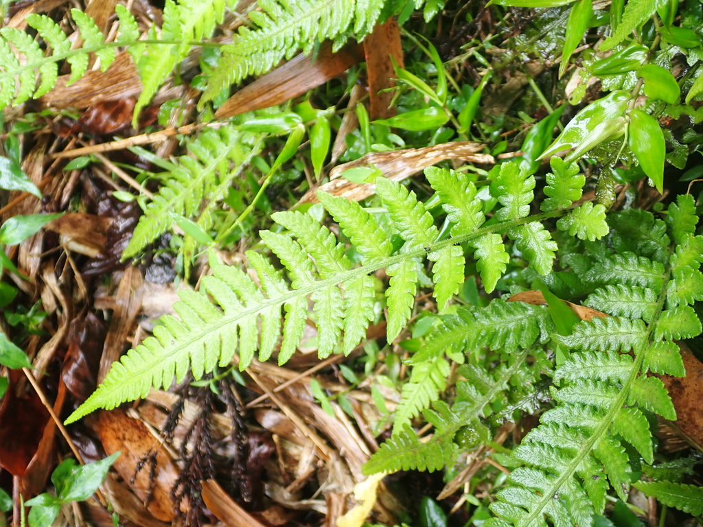 Deparia petersenii; photograph (c) crothfels, some rights reserved (CC BY)