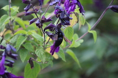 Xylocopa sonorina