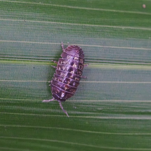 Common Pill Woodlouse