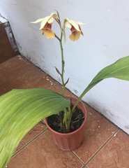 Phaius