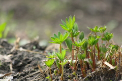 Lupinus polyphyllus