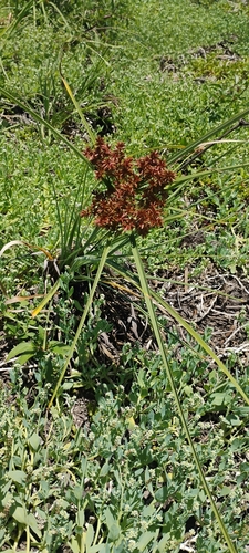 Cyperus javanicus observed 2026-06-27