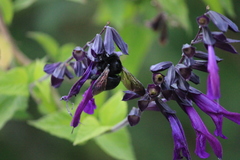 Xylocopa sonorina