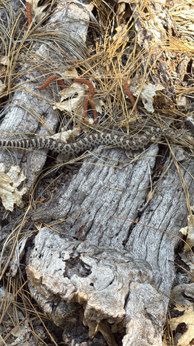 iNaturalist observation photo of Northern Pacific Rattlesnake