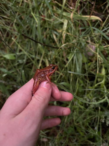 Northern Red-legged Frog