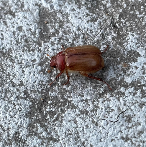 European Chafer