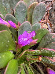(c) Michael Paluch, some rights reserved (CC BY) Claytonia megarhiza, photograph (c) Michael Paluch, some rights reserved (CC BY)