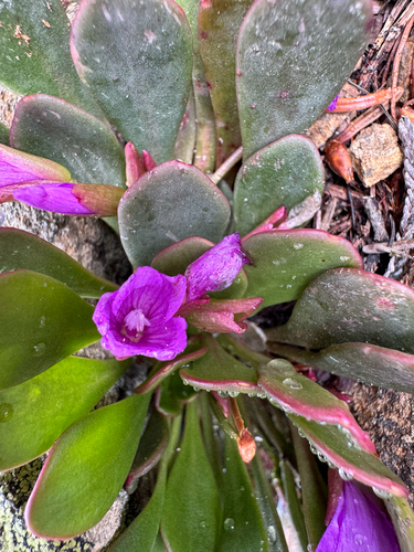 Claytonia megarhiza, photograph 6
