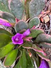 Claytonia megarhiza, photograph (c) Michael Paluch, some rights reserved (CC BY)