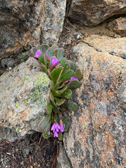(c) Michael Paluch, some rights reserved (CC BY) Claytonia megarhiza, photograph (c) Michael Paluch, some rights reserved (CC BY)