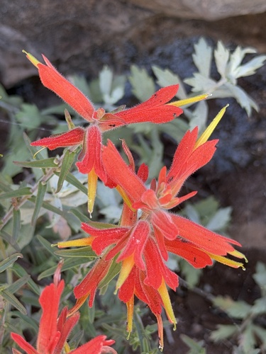 Castilleja tenuiflora, photograph 3