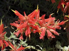 Castilleja tenuiflora, photograph (c) Ian McFaul, some rights reserved (CC BY)