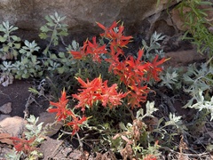 Castilleja tenuiflora, photograph (c) Ian McFaul, some rights reserved (CC BY)