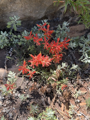 Castilleja tenuiflora, photograph 6