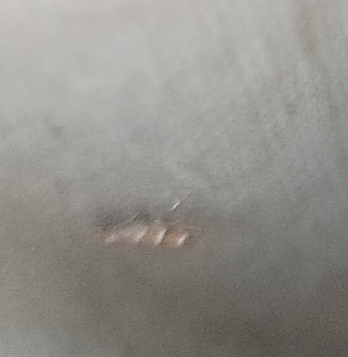 Horse-chestnut Leafminer