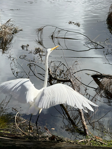 Great Egret