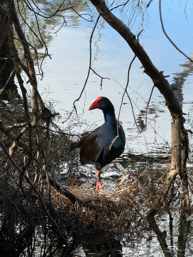 Australasian Swamphen