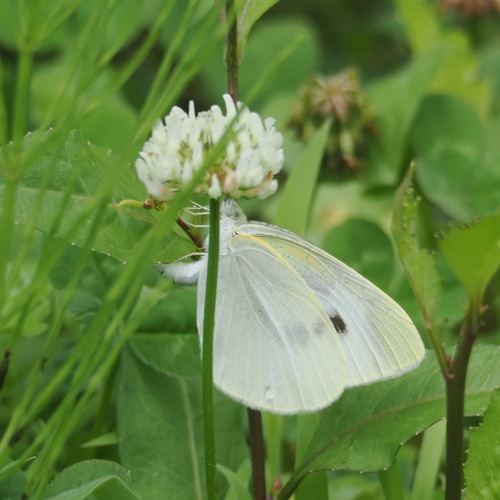 Small White