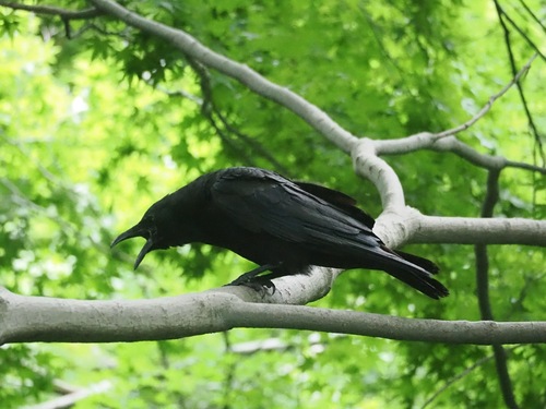 Carrion Crow