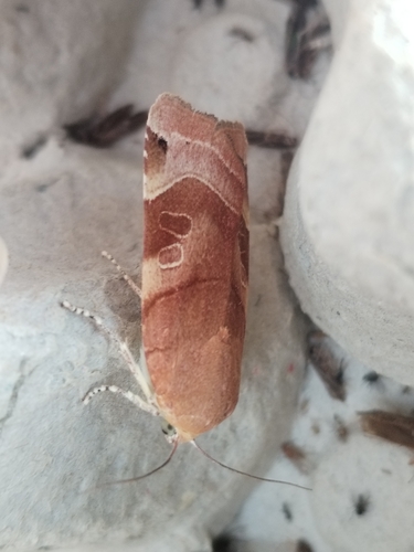Broad-bordered Yellow Underwing