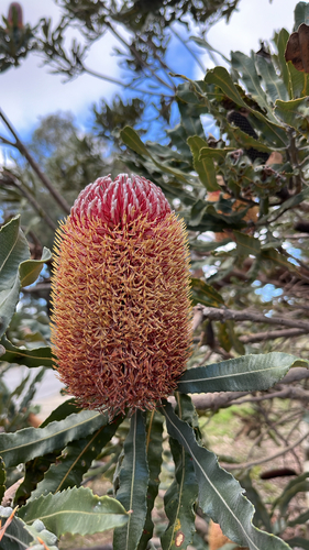 Firewood Banksia