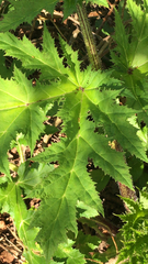 Heracleum mantegazzianum