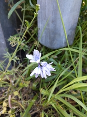 Hyacinthoides hispanica