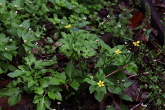 Ranunculus cantoniensis