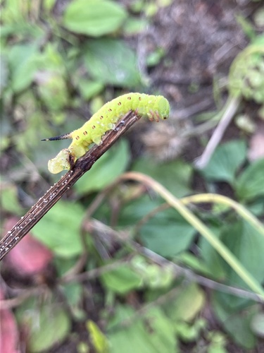 Pellucid Hawkmoth
