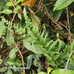 Lindsaea heterophylla