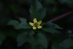 Ranunculus cantoniensis