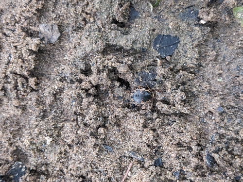 American Round Sand Beetle photo 4