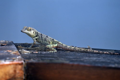 Saint Vincent Tree Anole, Anolis griseus