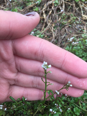Cardamine hirsuta