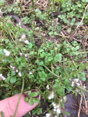 Cardamine hirsuta