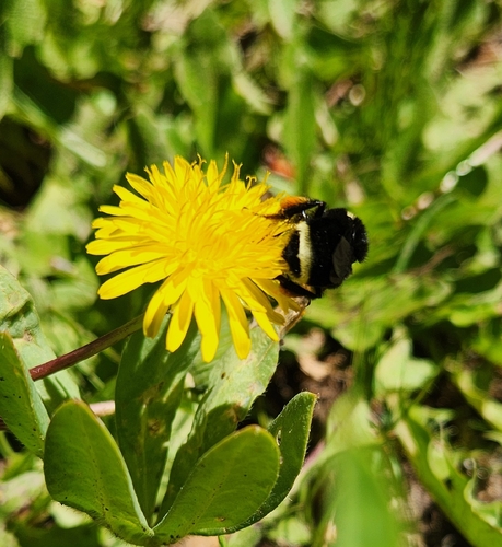 iNaturalist observation photo of Yellow-faced Bumble Bee