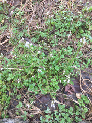 Cardamine hirsuta