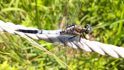 Orthetrum albistylum speciosum