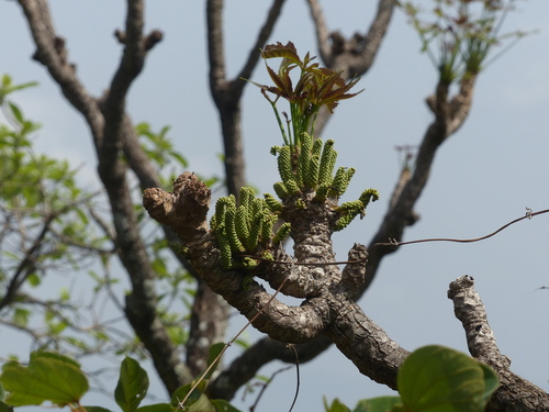 Octopus Cabbage Tree