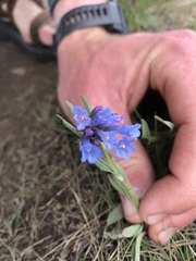 Mertensia oblongifolia